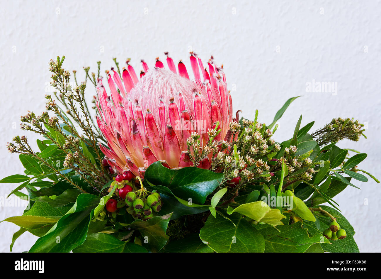 Still life of a single Protea blossom and greenery. Stock Photo
