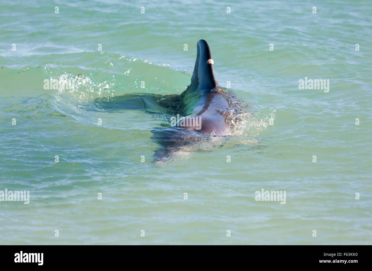 Monkey Mia Bottlenosed Dolphin, Bottle Nose, Dolphins, Australia, West Australia Kalbarri Monkey
