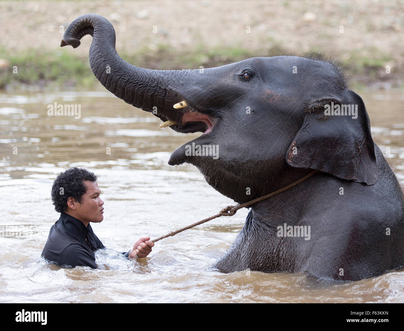 Elephant sanctuary in Thailand Stock Photo