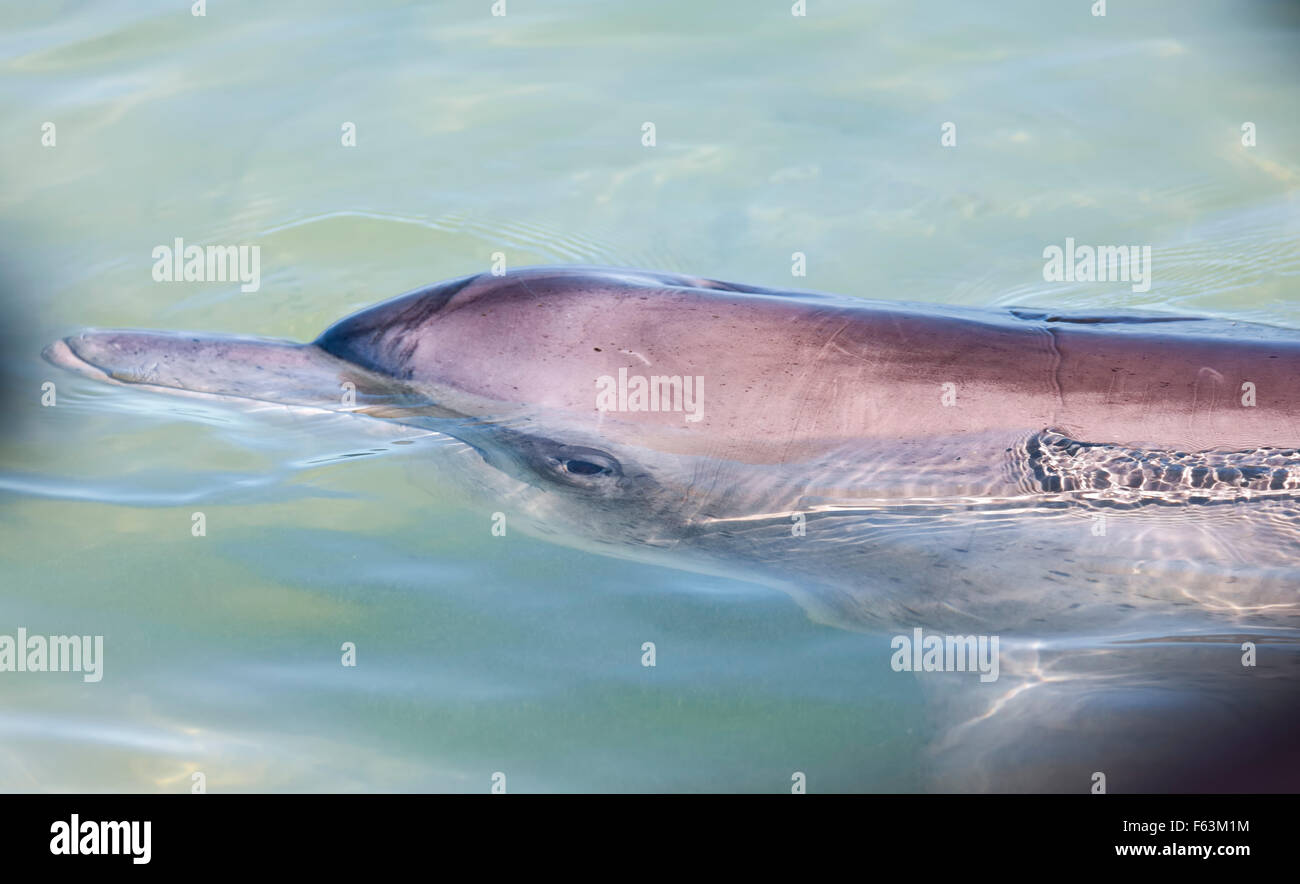 Bottlenosed Dolphin, Bottle Nose, Dolphins, Australia, West Australia ...