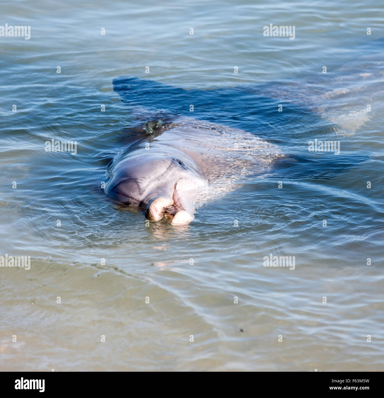 Bottlenosed Dolphin, Bottle Nose, Dolphins, Australia, West Australia ...