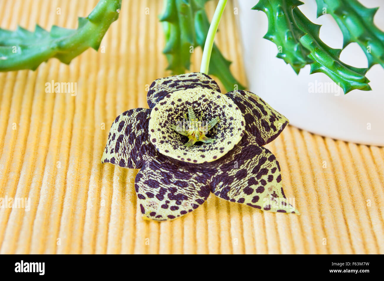 Blossom of Orbea variegata, also Stapelia variegata. Stock Photo