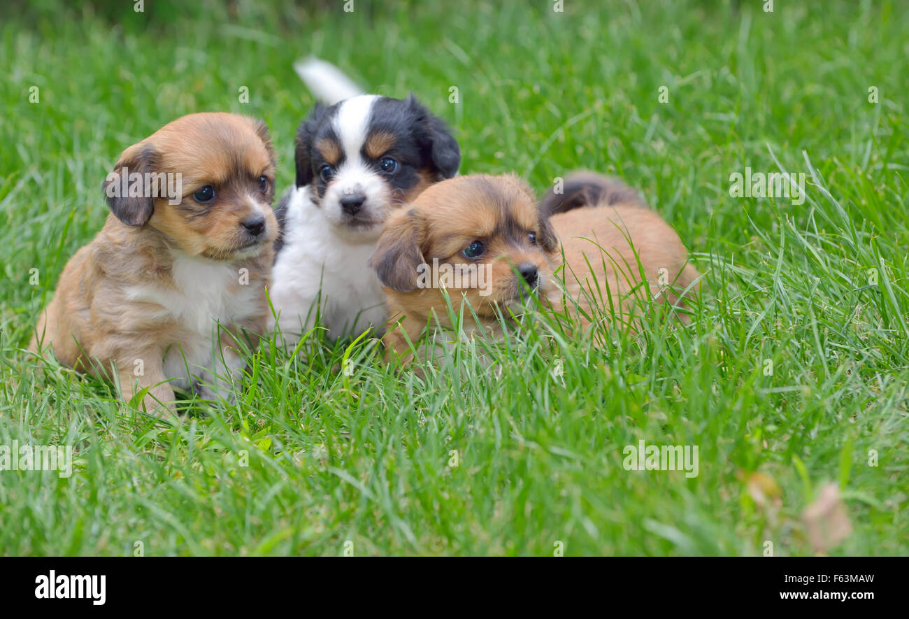 Pekinese puppy dog sitting on grass Stock Photo