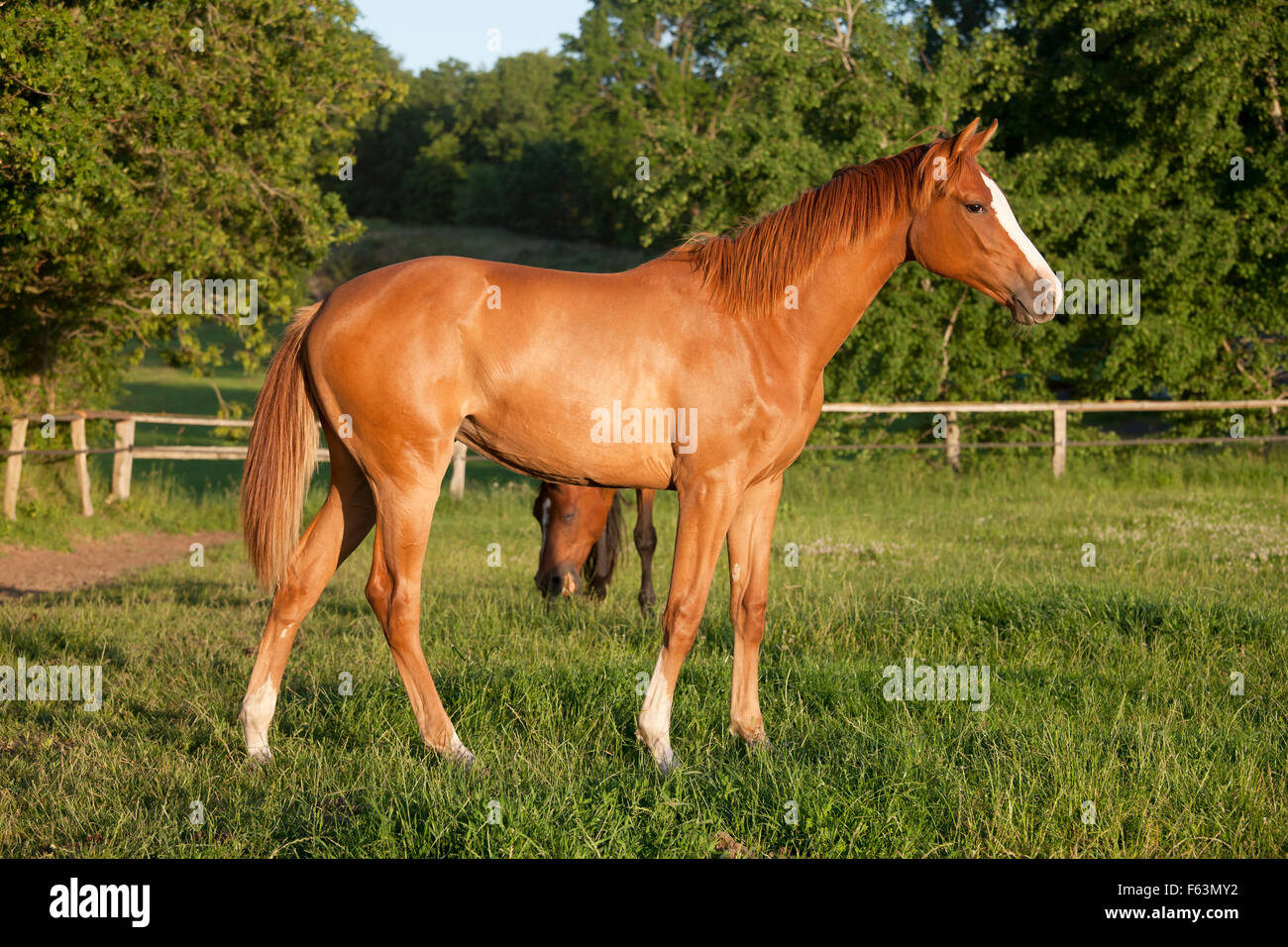 a young chestnut Holsteiner mare stands in a pasture Stock Photo