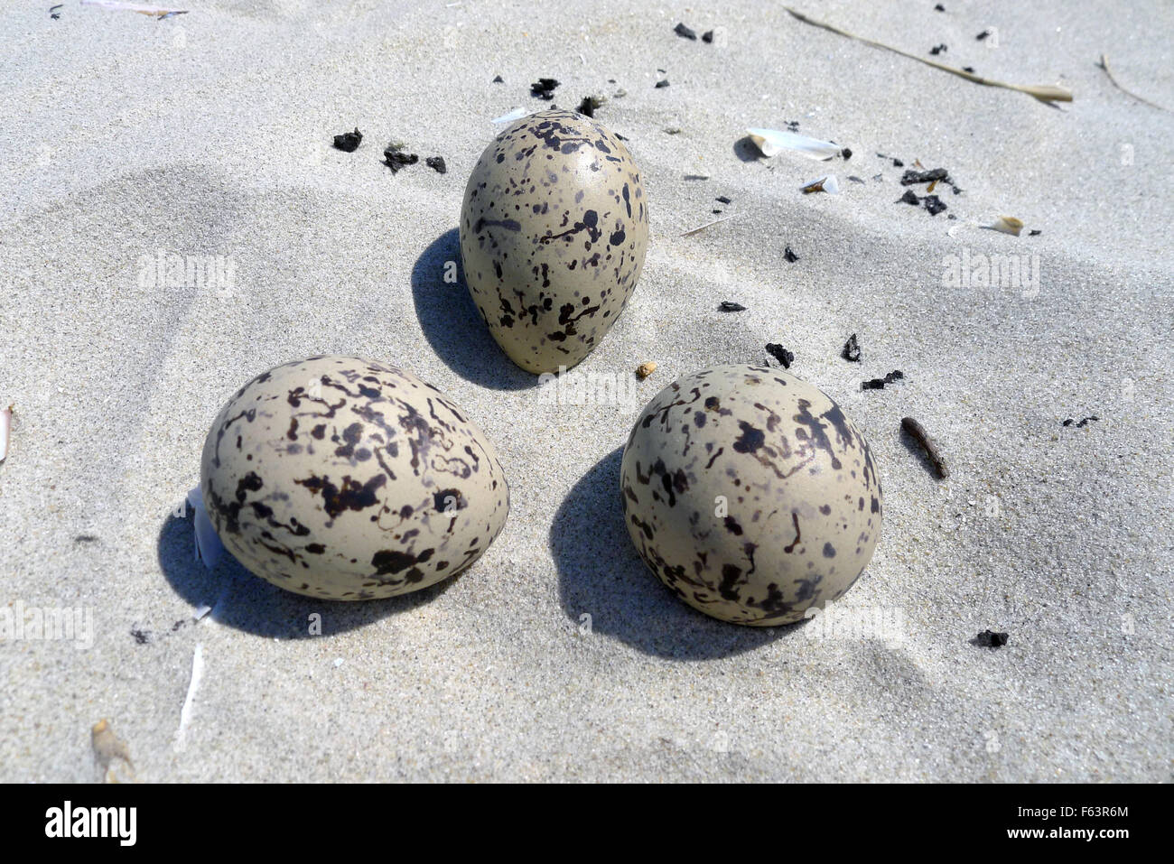 Seagull Eggs Stock Photos & Seagull Eggs Stock Images - Alamy