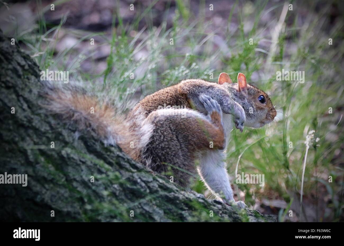 squirrel scratching its back Stock Photo Alamy