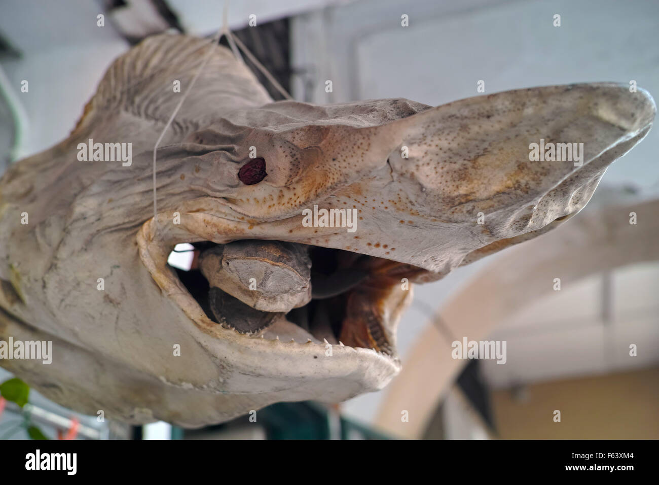 Dried Shark Head for Sale, Ipoh, Malaysia Stock Photo