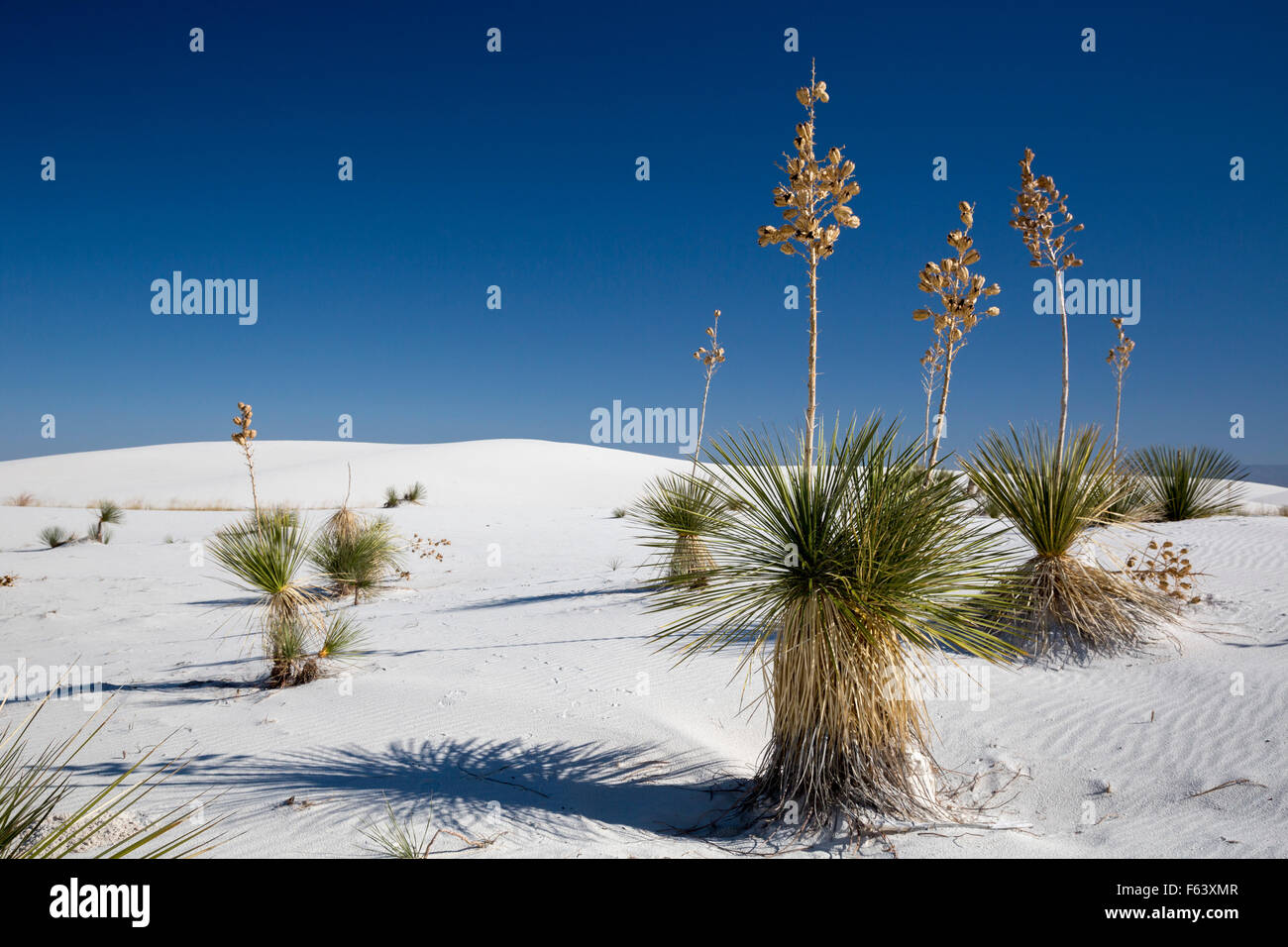 Alamogordo, New Mexico - Soaptree yucca plants (Yucca elata) in White Sands National Monument. Stock Photo
