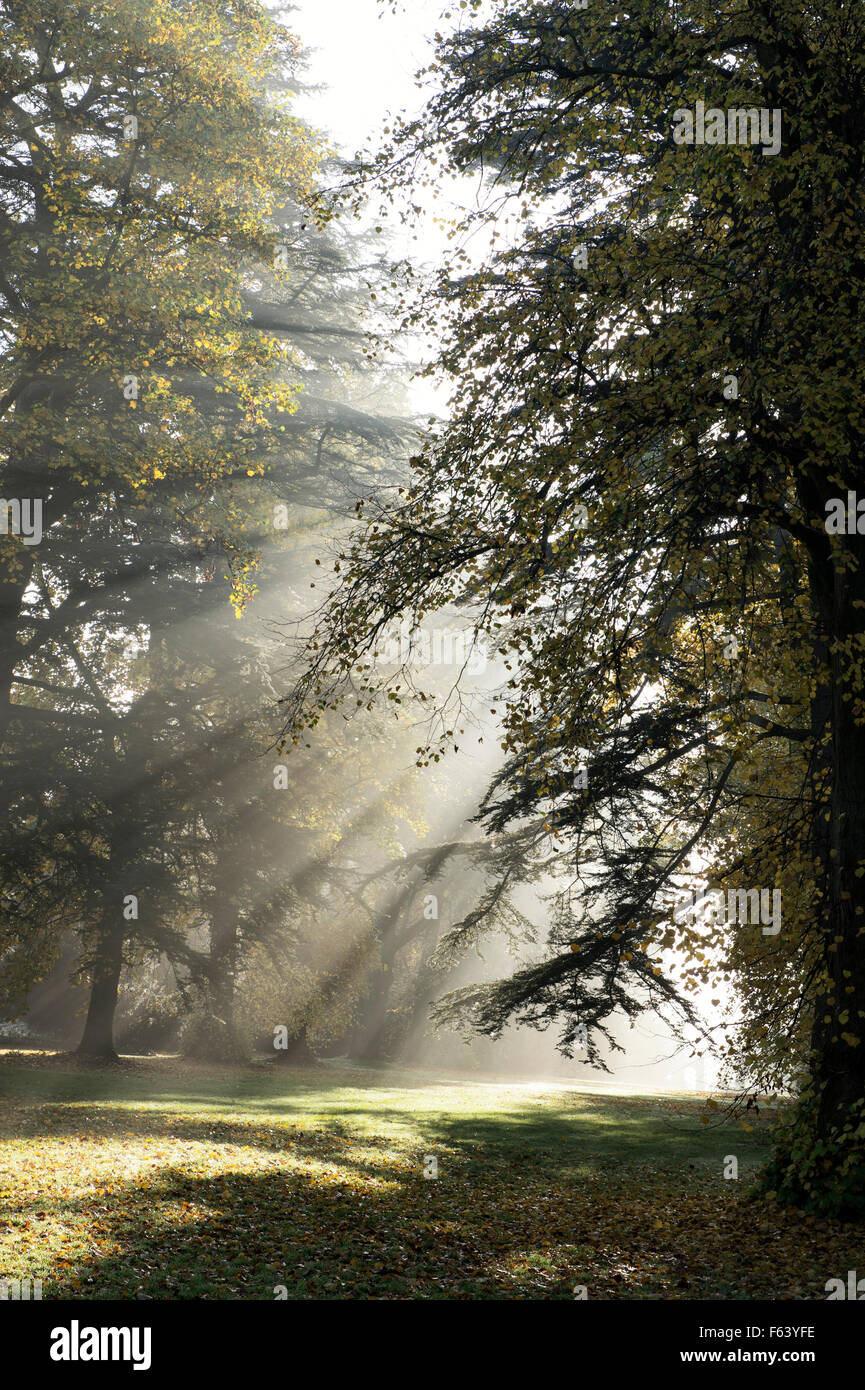 Pine and Lime trees, sunrays and autumn mist at Westonbirt Arboretum, Gloucestershire, England Stock Photo