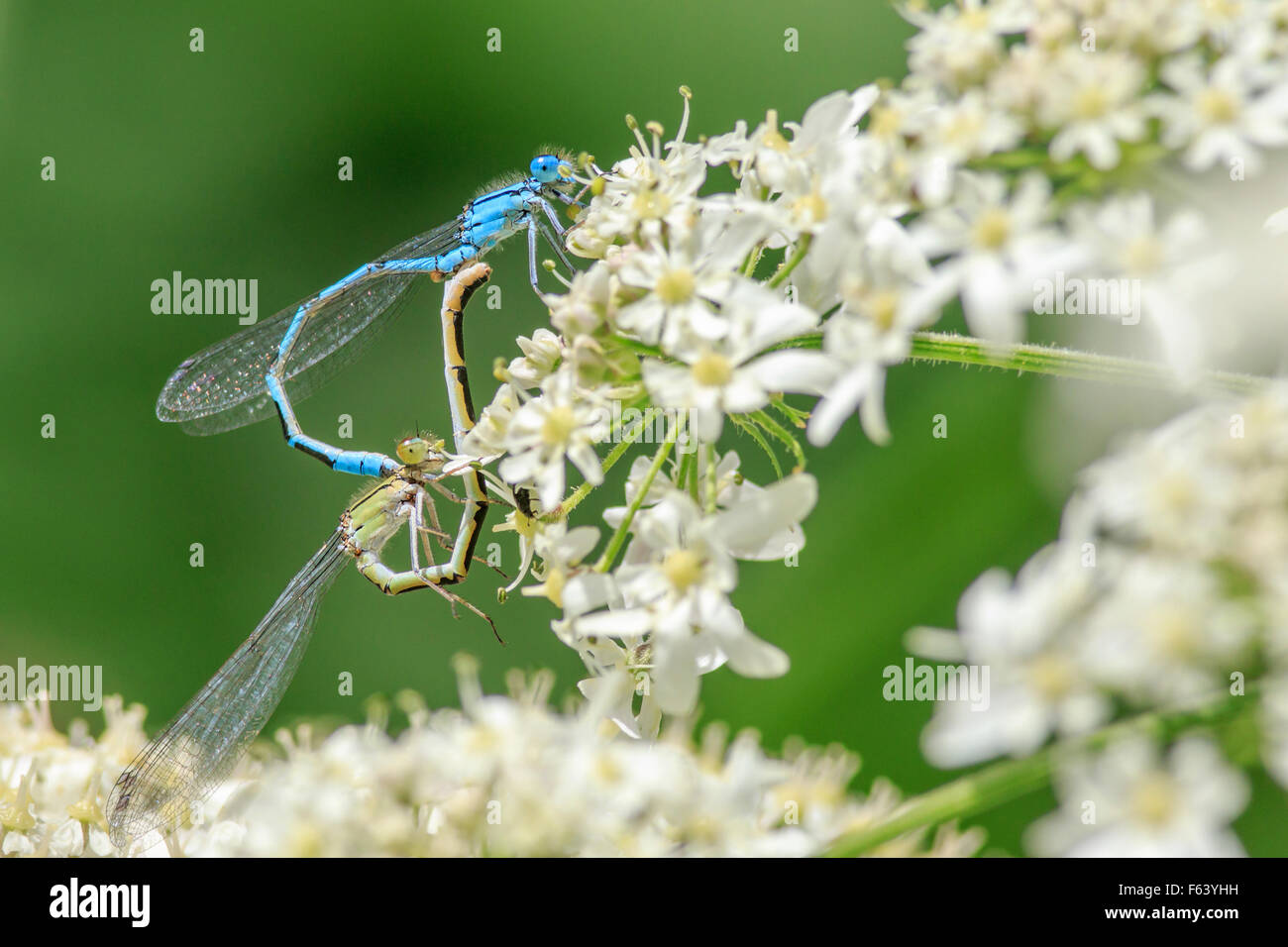 A pair of Blue Damselflies mating Stock Photo - Alamy