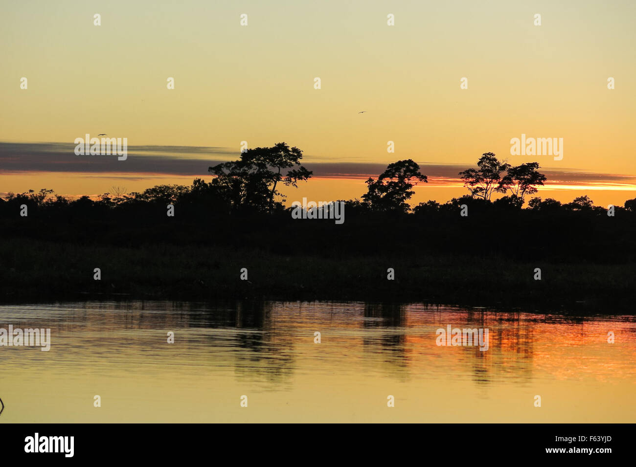 Sunrise in the jungle. Yacuma Natural Park, Bolivia Stock Photo - Alamy