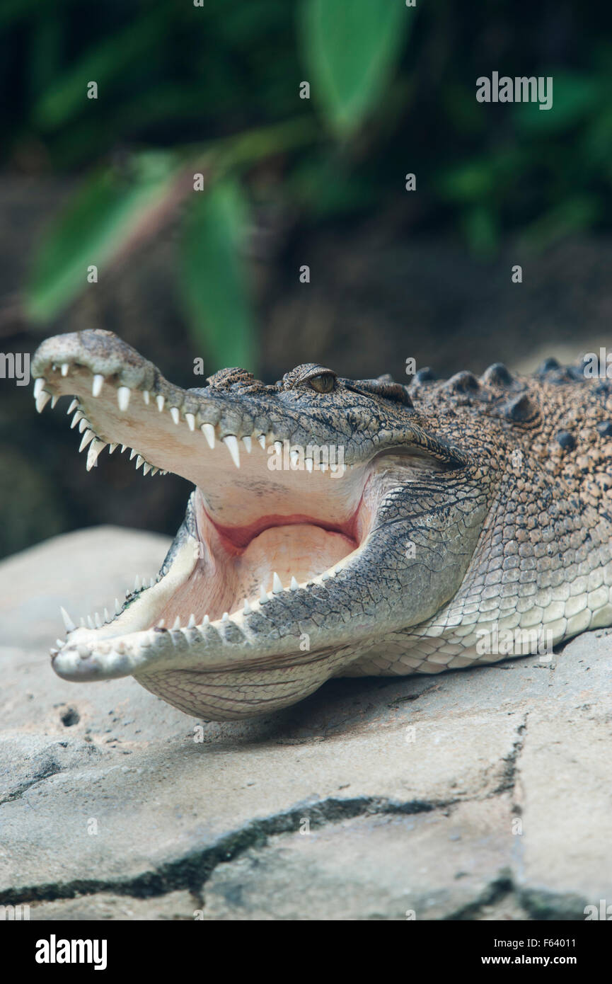 Saltwater crocodile, Crocodylus porosus, (C), basking, yawning, showing eye, mouth and teeth, Asia. Stock Photo