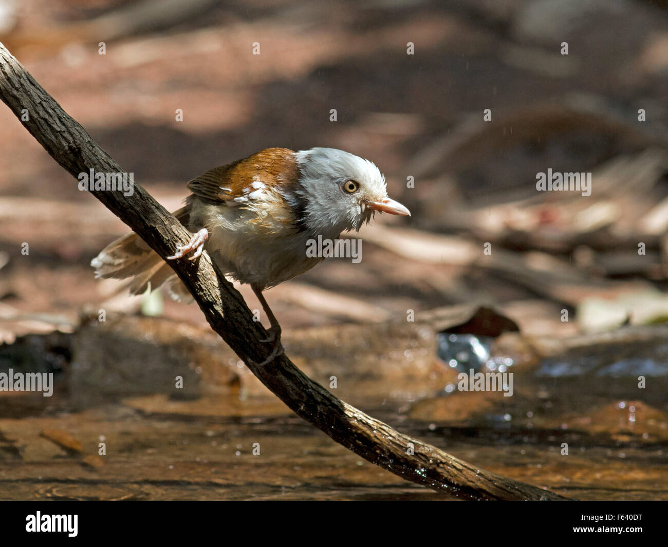 A White-hooded Babbler on a branch above a forest pool Stock Photo