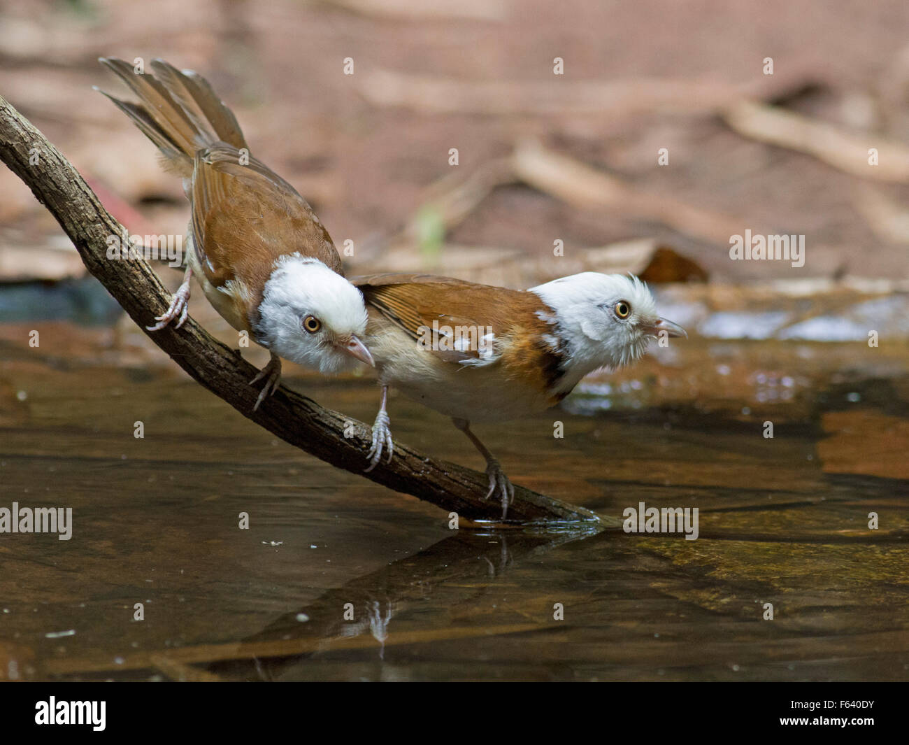 A pair of White-hooded Babblers on a branch over a forest pool in Northern Thailand Stock Photo