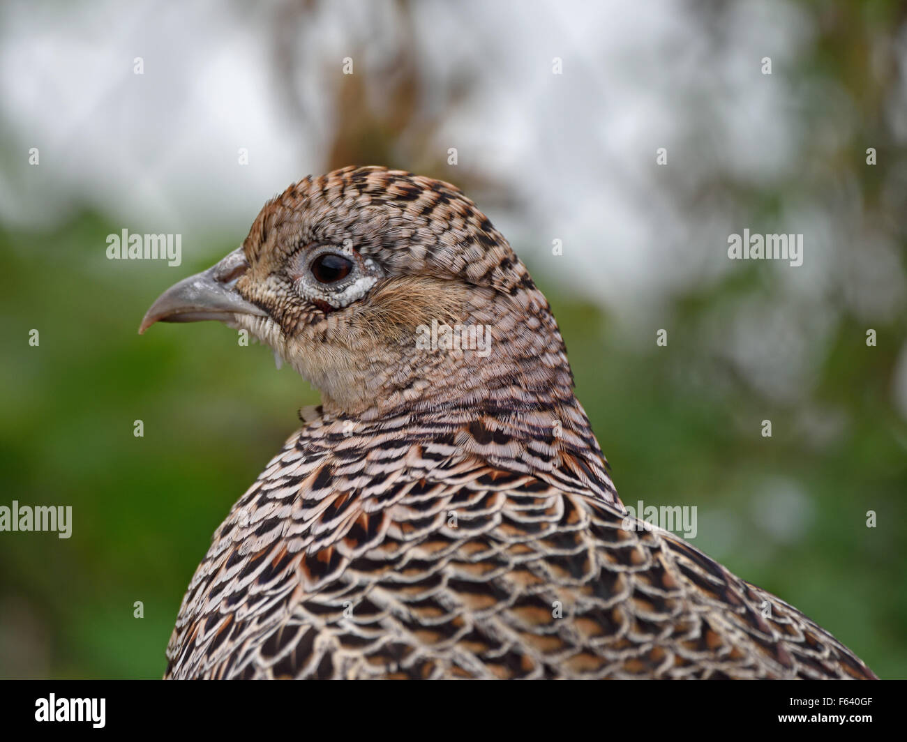 Close-up of the head of a immature Ring-necked Pheasant Stock Photo