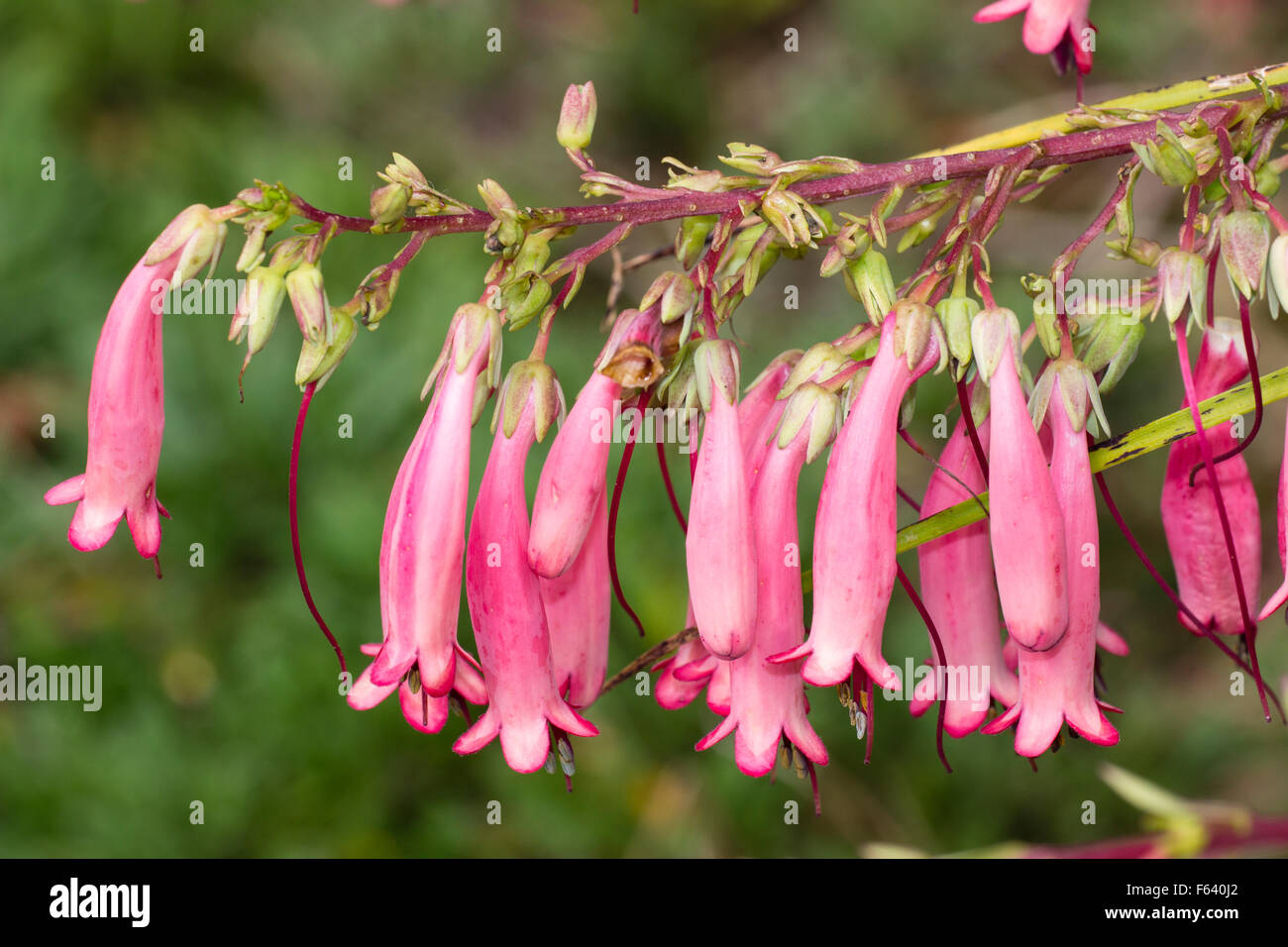 Dangling tubular summer flowers of the cape figwort, Phygelius aequalis 'Trewidden Pink' Stock Photo