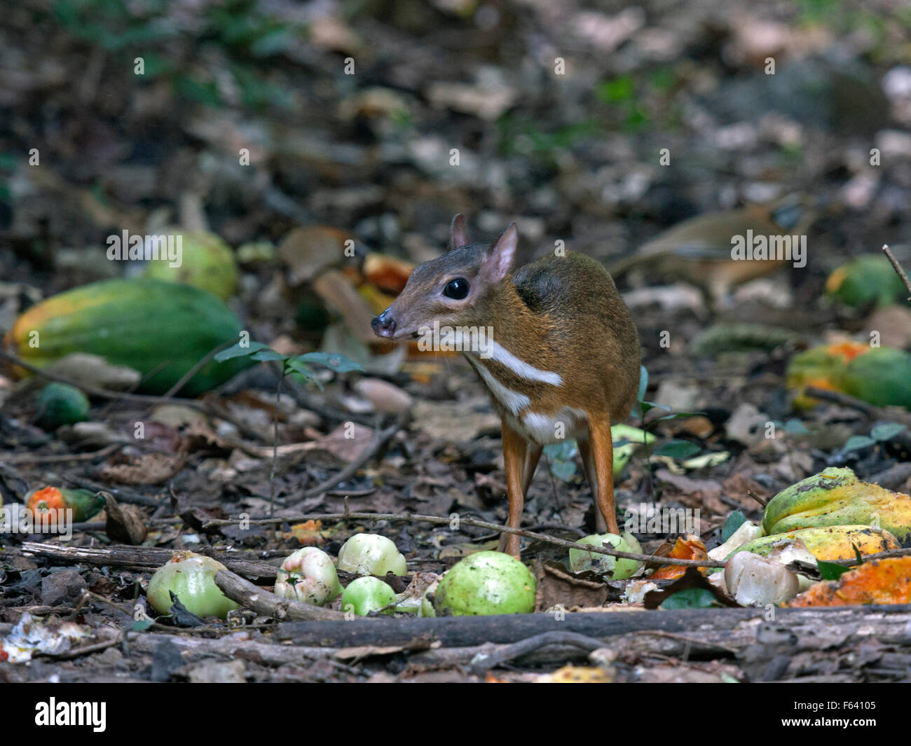 Deer mouse eating hires stock photography and images Alamy