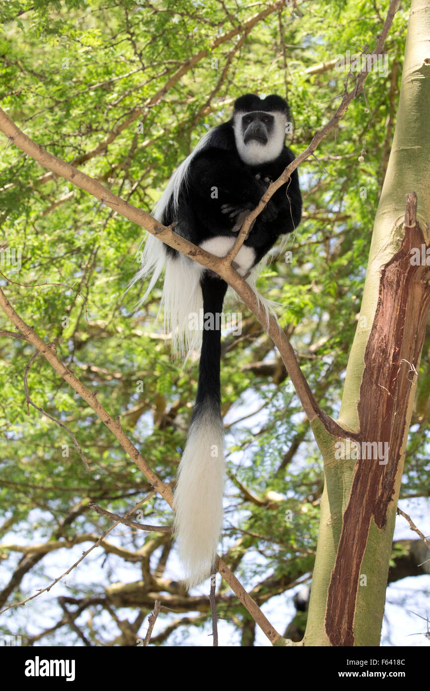 Eastern Colobus monkey sitting in Acacia tree Elsamere Naivasha Kenya Stock Photo