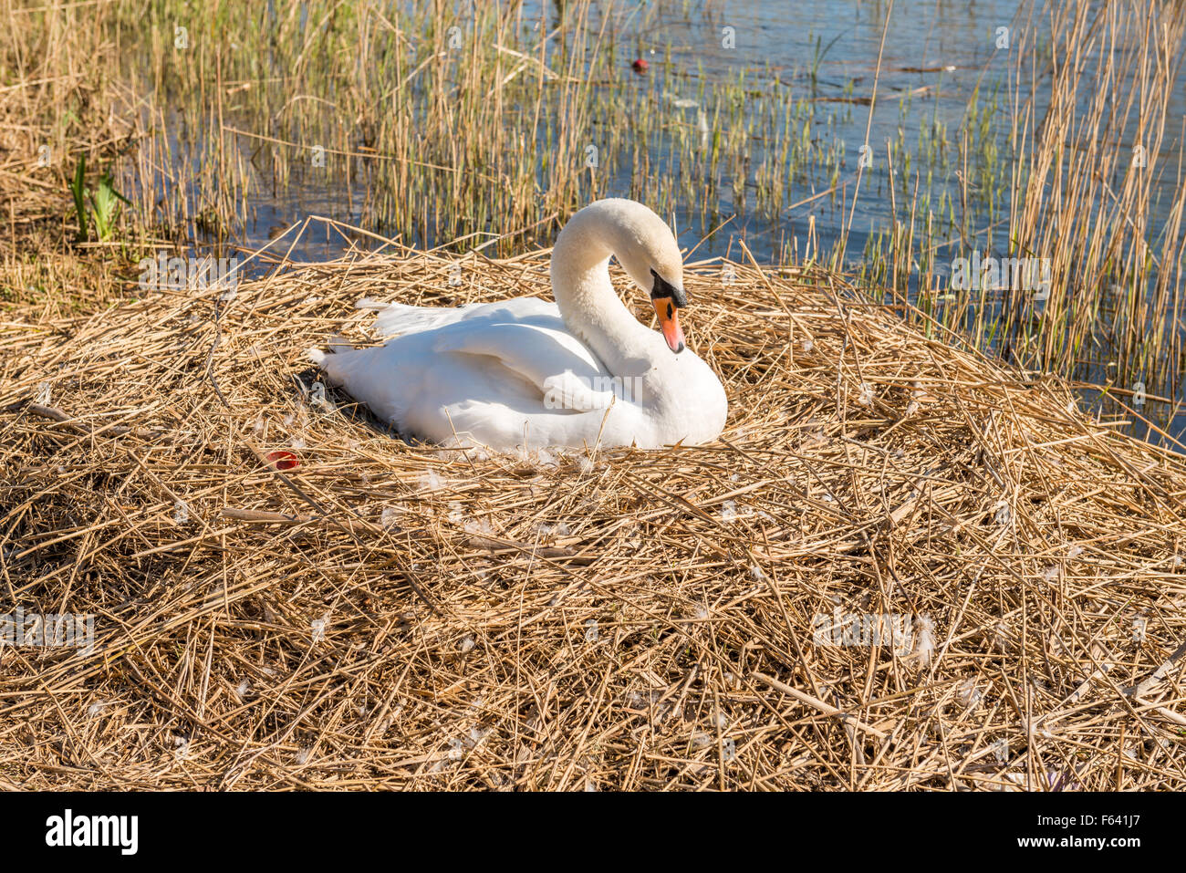 Nesting white swan Stock Photo Alamy