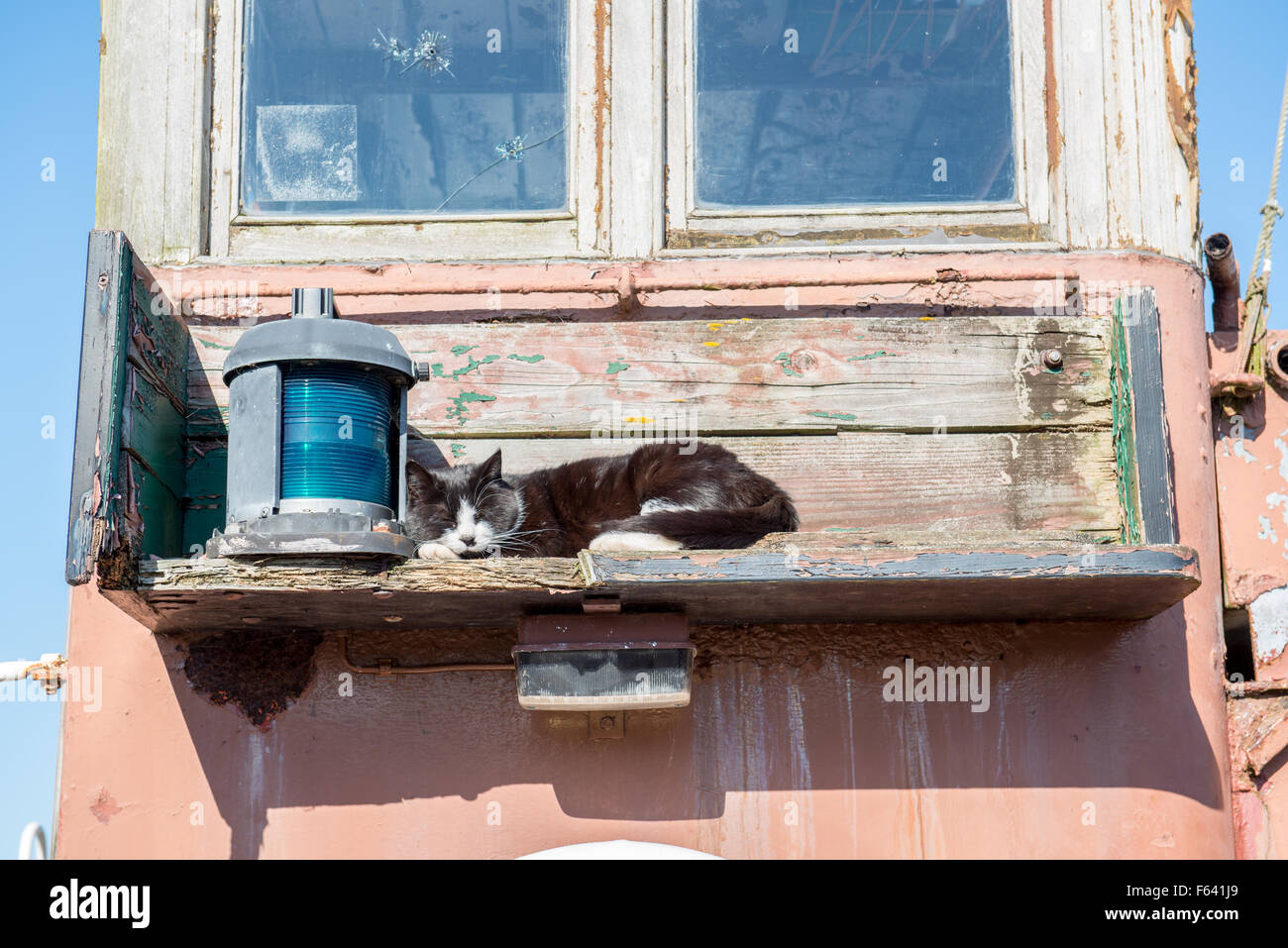 Sleeping cat and lamp Stock Photo Alamy