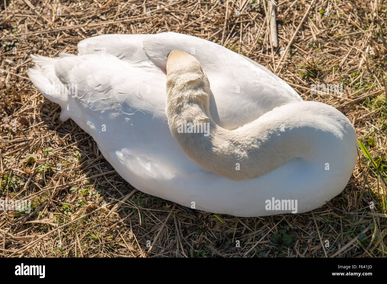Above nesting white swan Stock Photo Alamy