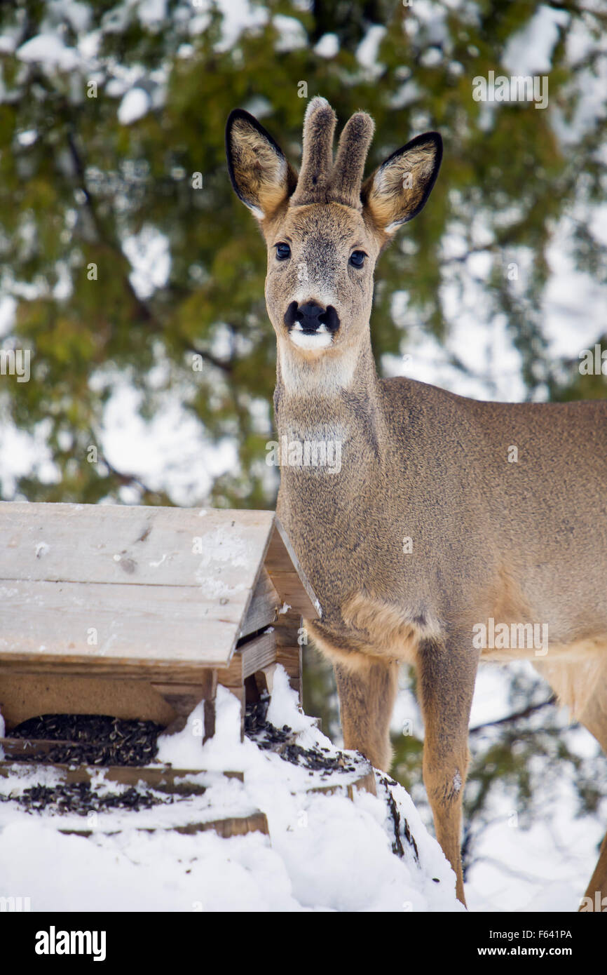 Mammal roe animal animals hi-res stock photography and images - Alamy