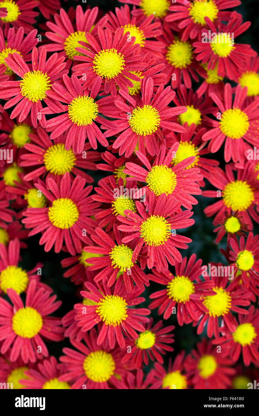 Chrysanthemum Bullfinch High Resolution Stock Photography and Images