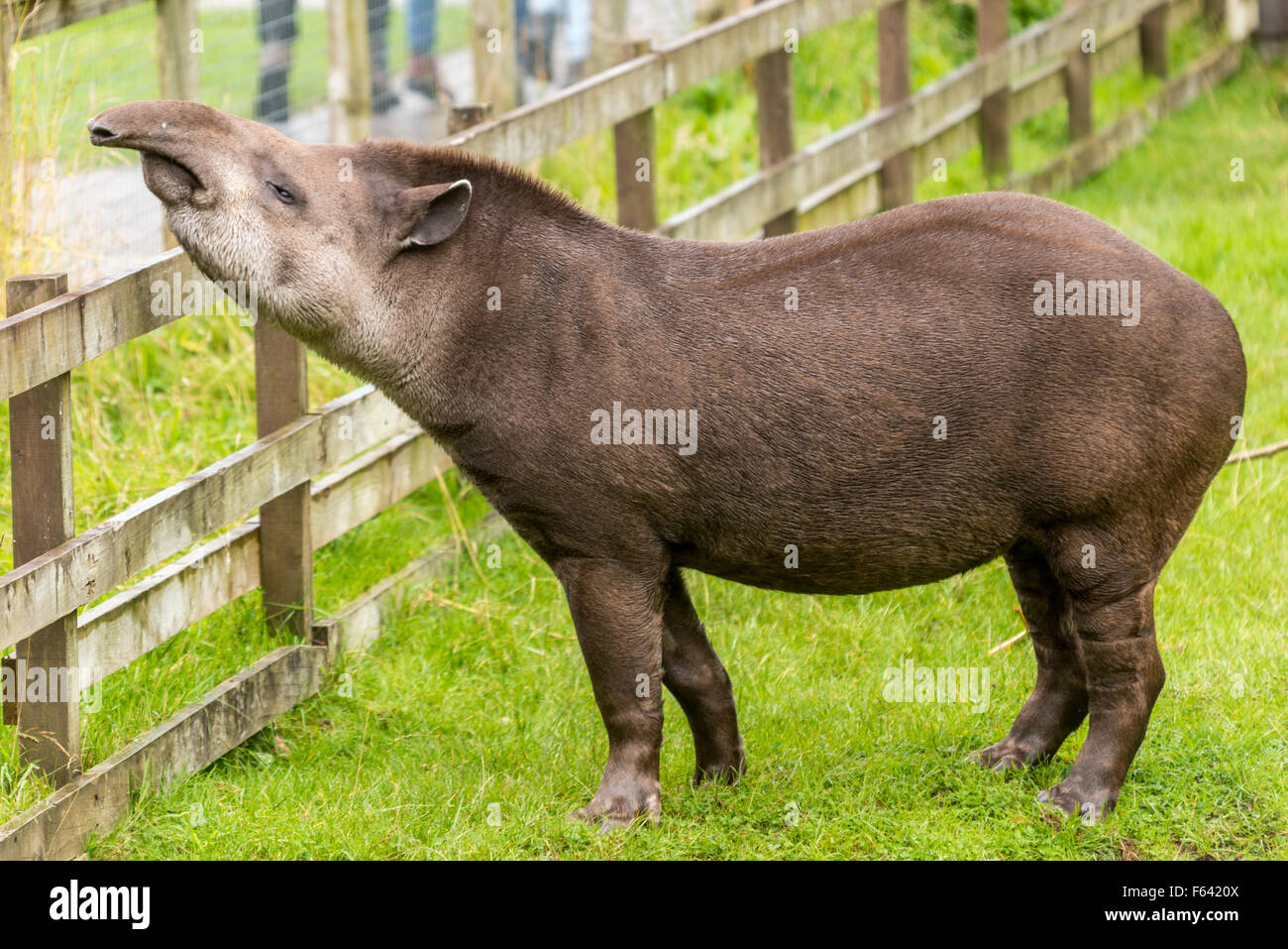 Tapir at fence Stock Photo