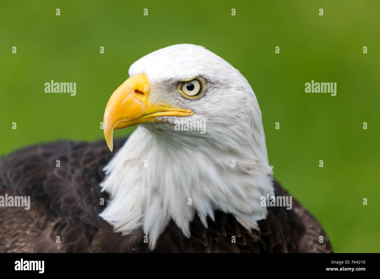 Turned head on Bald eagle Stock Photo