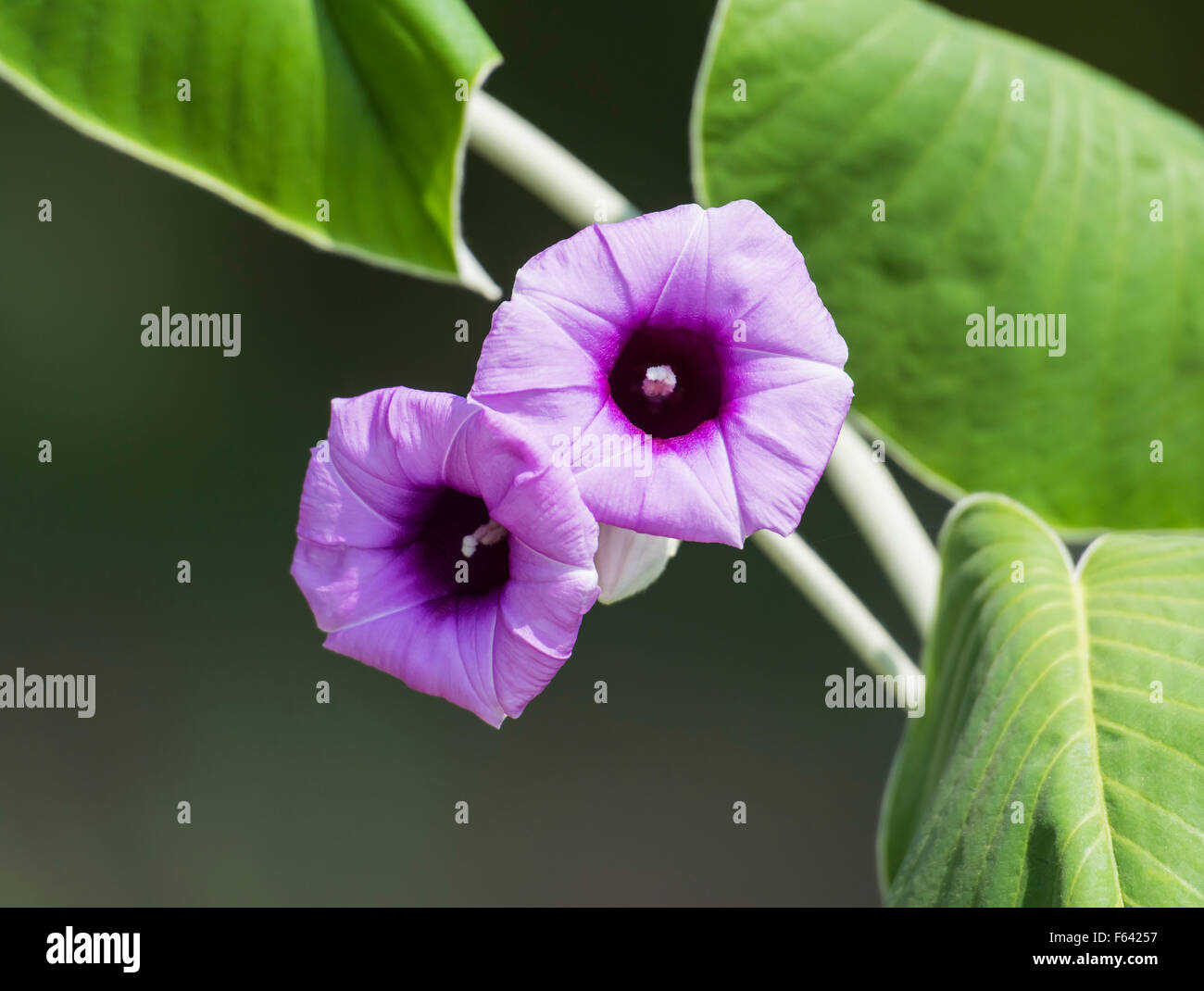 Closeup detail of purple wild petunia flower Stock Photo