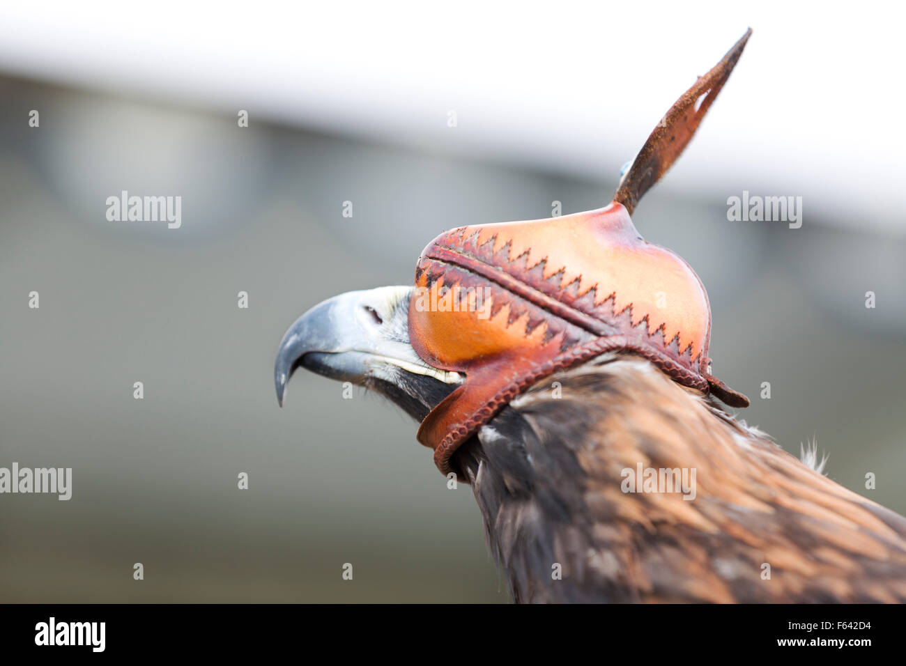 Wildlife: bird of prey, hooded Golden Eagle. (Aquila chrysaetos). Stock Photo