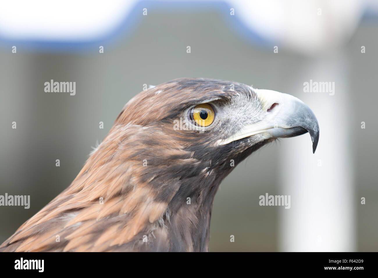 Wildlife: bird of prey, Golden Eagle. (Aquila chrysaetos). Stock Photo