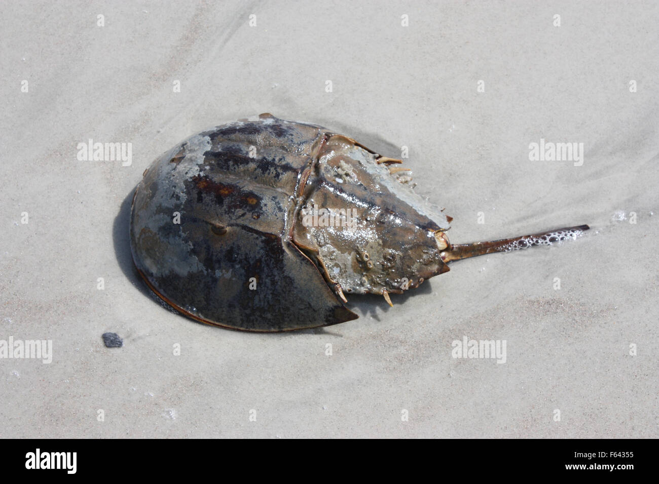 Horse shoe crab beach hires stock photography and images Alamy