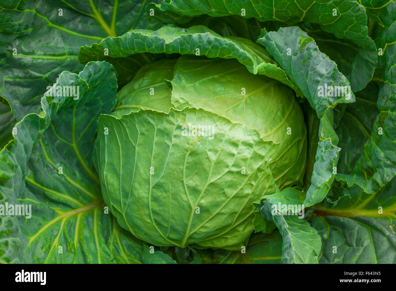close-up of  fresh cabbage in the vegetable garden Stock Photo