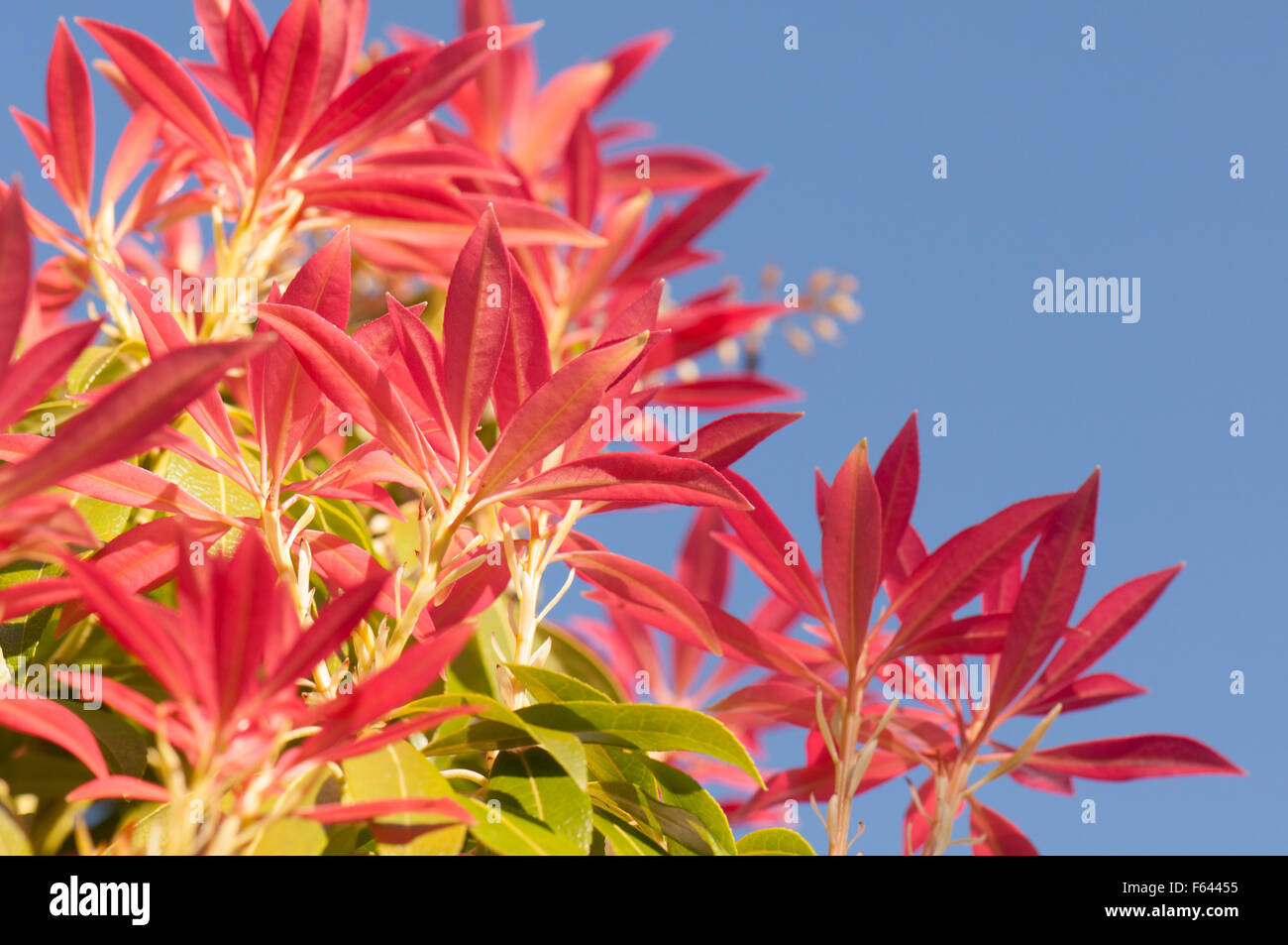 Pieris Forest Flame evergreen shrub - new bright red spring leaves Stock Photo