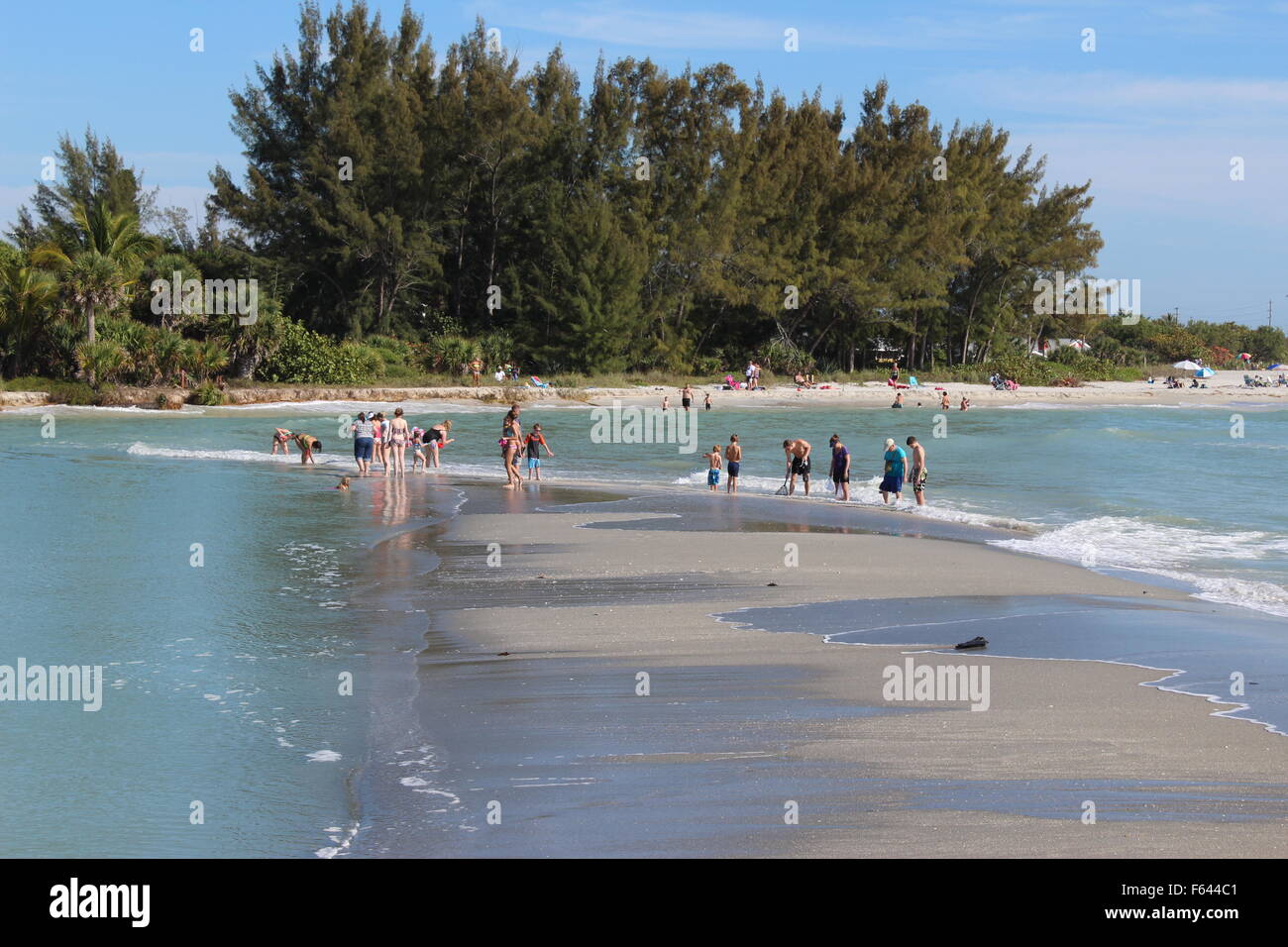 Shelling on Sandbar on Sanibel and Captiva Islands, Florida Stock Photo