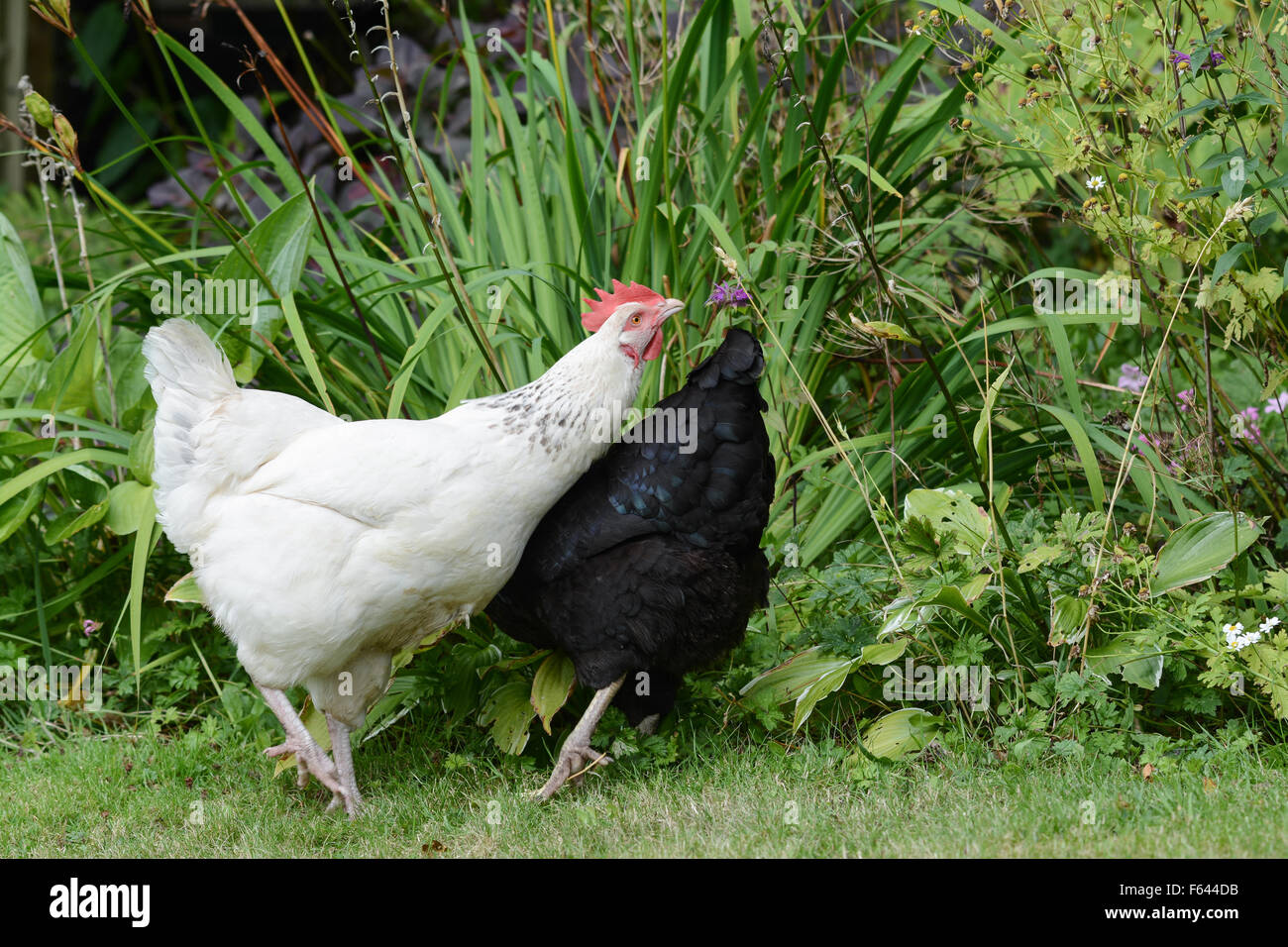 pet chicken roaming free range in garden spots an ear of wheat - and focuses on it intently Stock Photo
