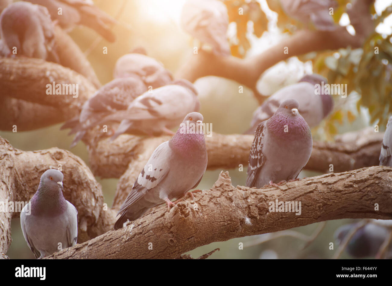 pigeons sits in the branches of a tree. Stock Photo