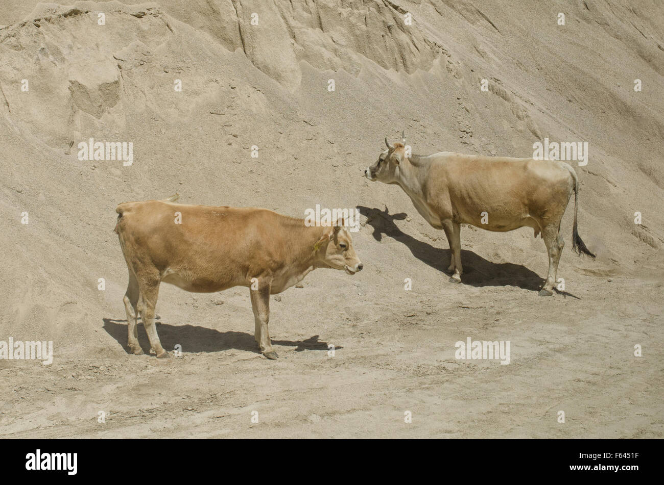 Yellow Cows on sand Stock Photo