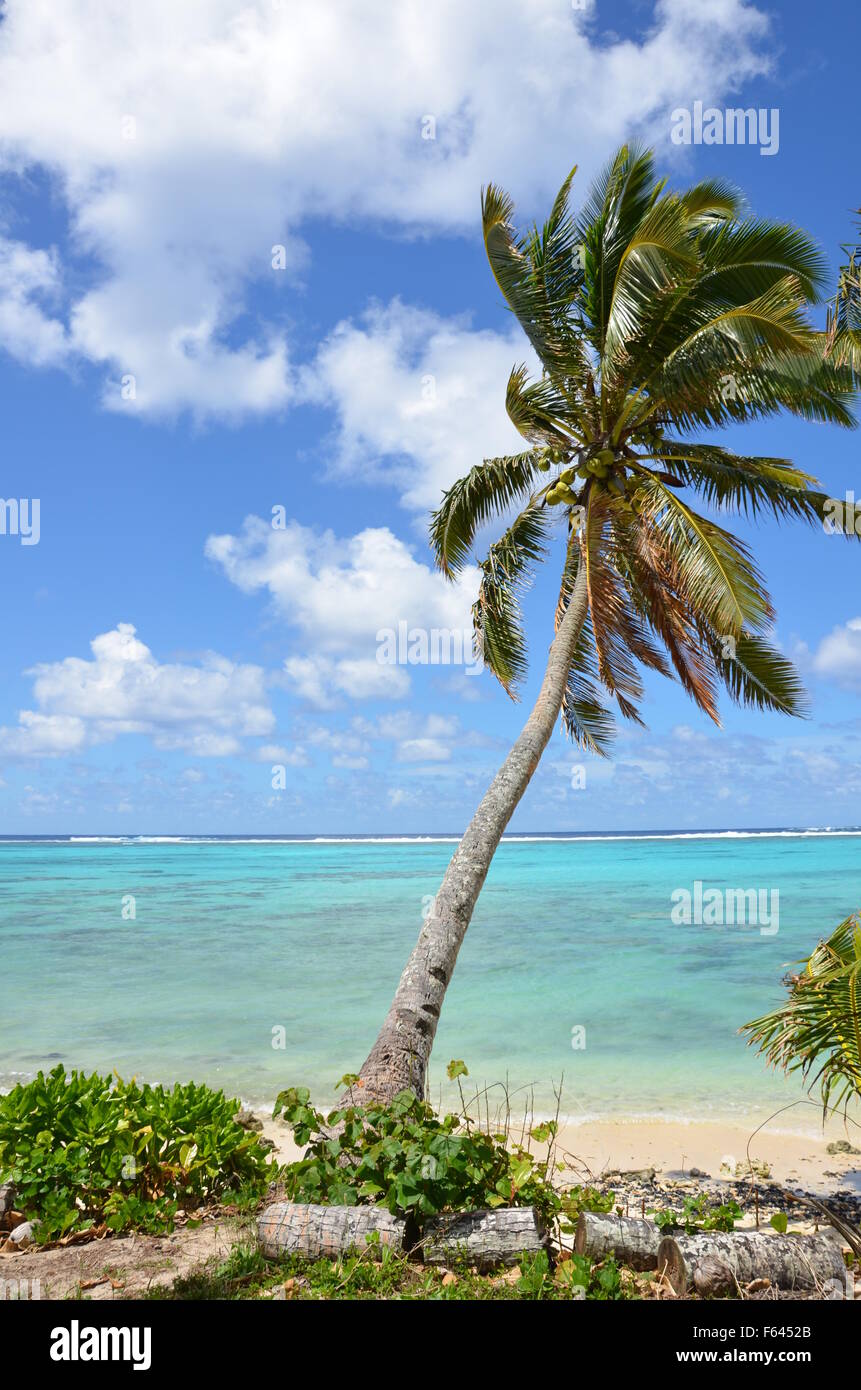 LEaning palm tree, Rarotonga, Cook Islands Stock Photo - Alamy