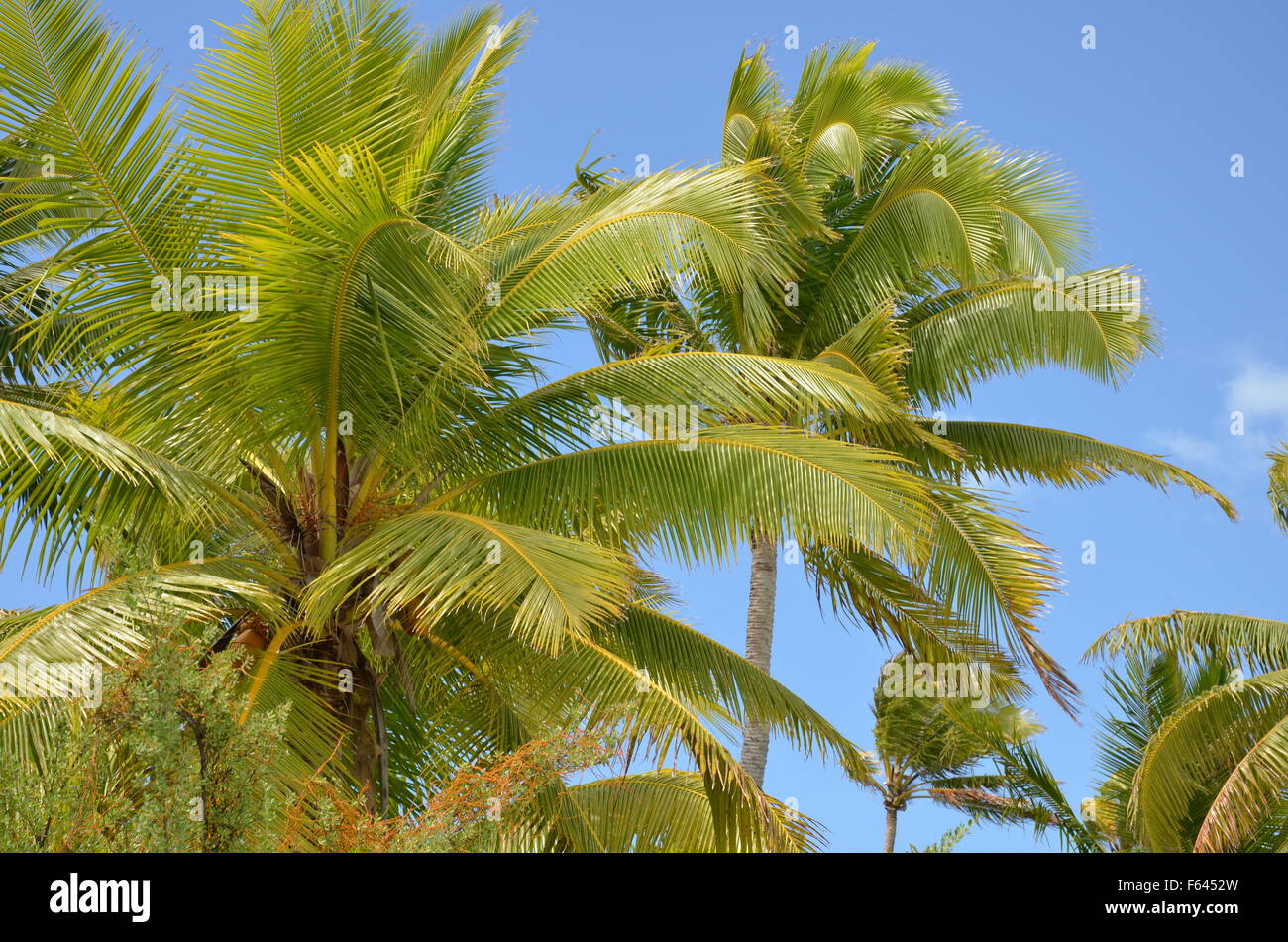 Green vegetation palm trees hi-res stock photography and images - Alamy