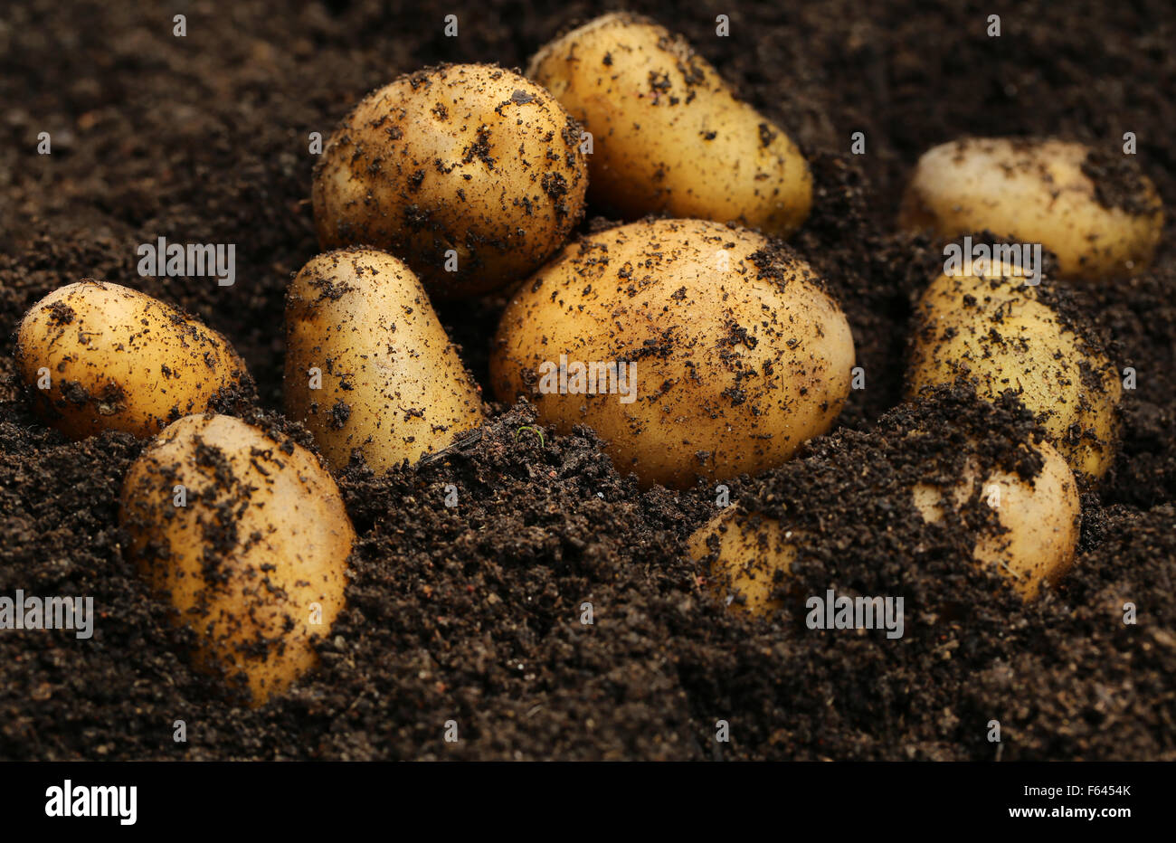 Newly harvested potatoes in ground Stock Photo