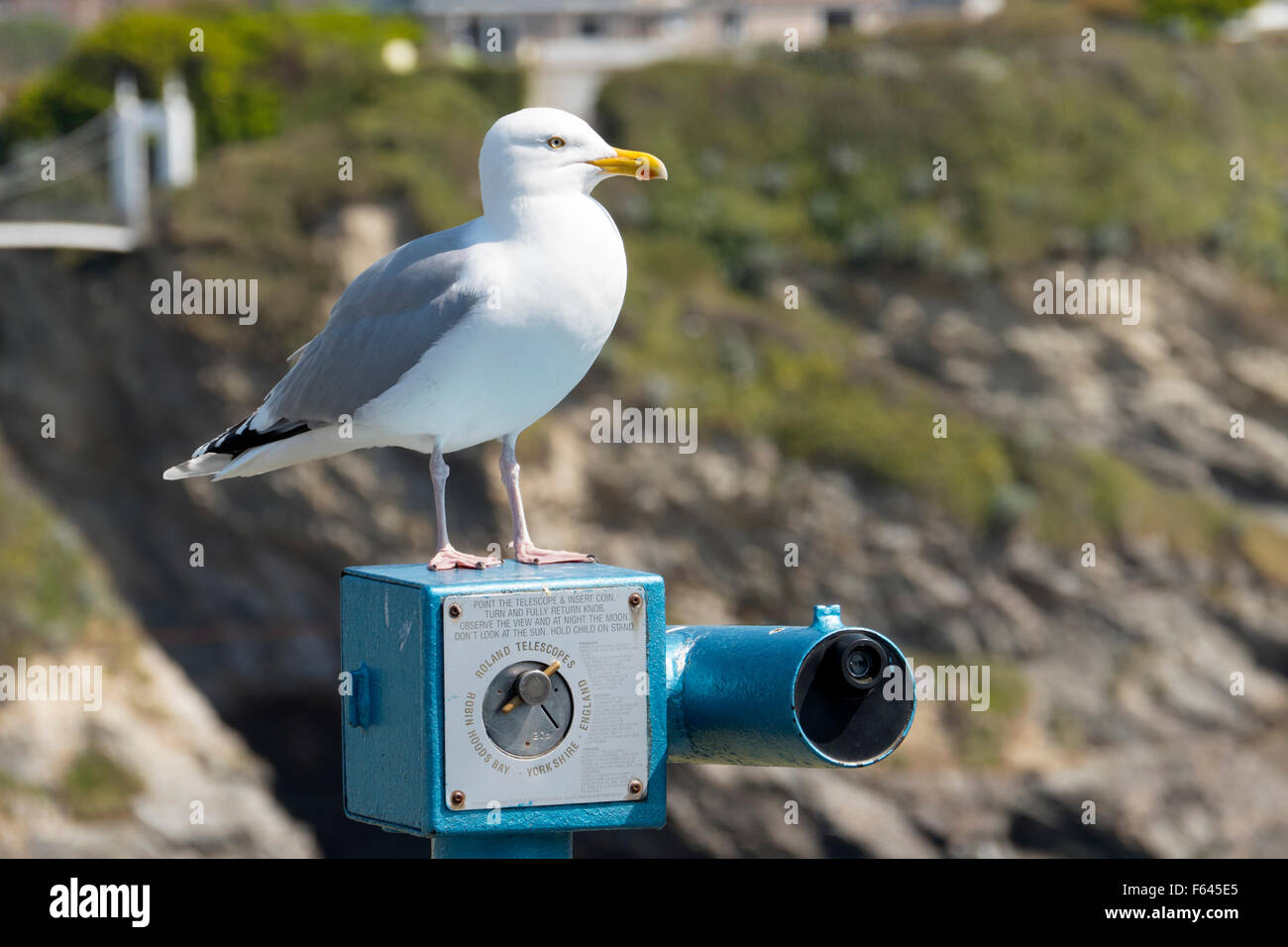 Seagull bird standing on a coin operated telescope in Newquay, Cornwall England. Stock Photo
