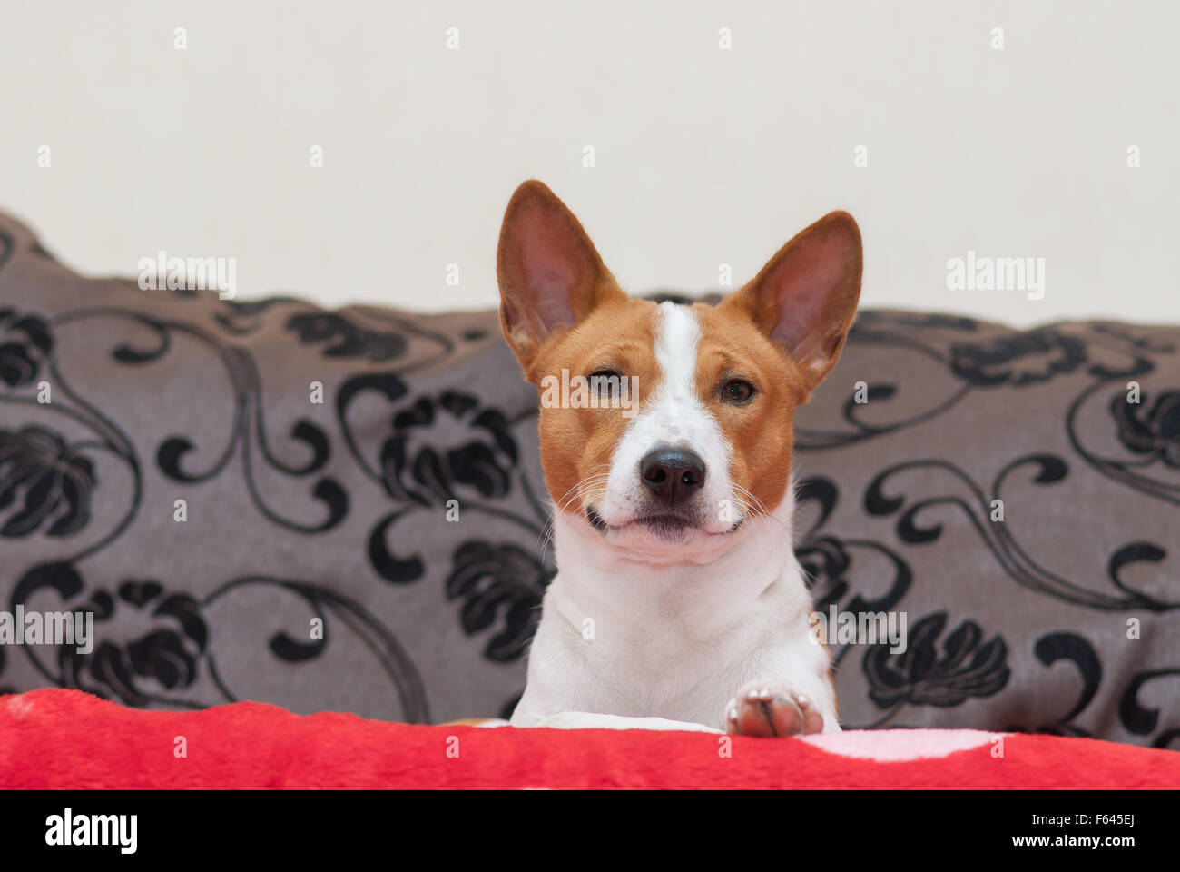 Indoor portrait of royal basenji looking from its throne-sofa Stock ...