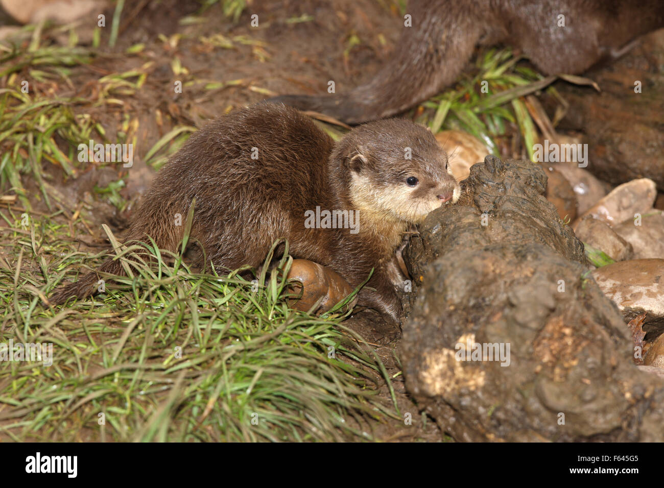 Close up of a baby of Oriental Short Clawed Otter Stock Photo