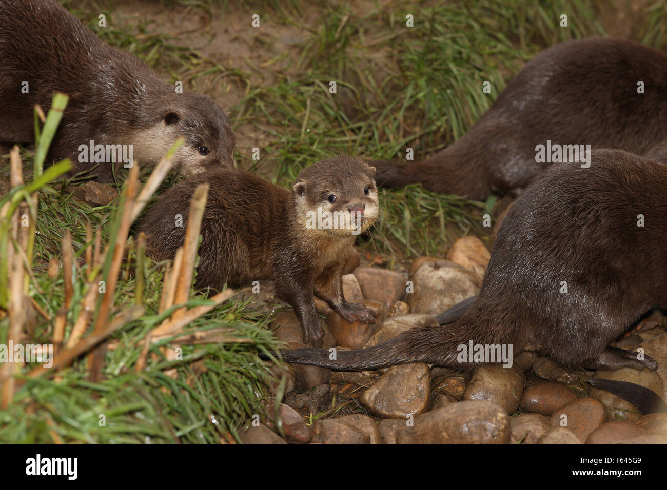 Close up a baby of Oriental Short Clawed Otter Stock Photo