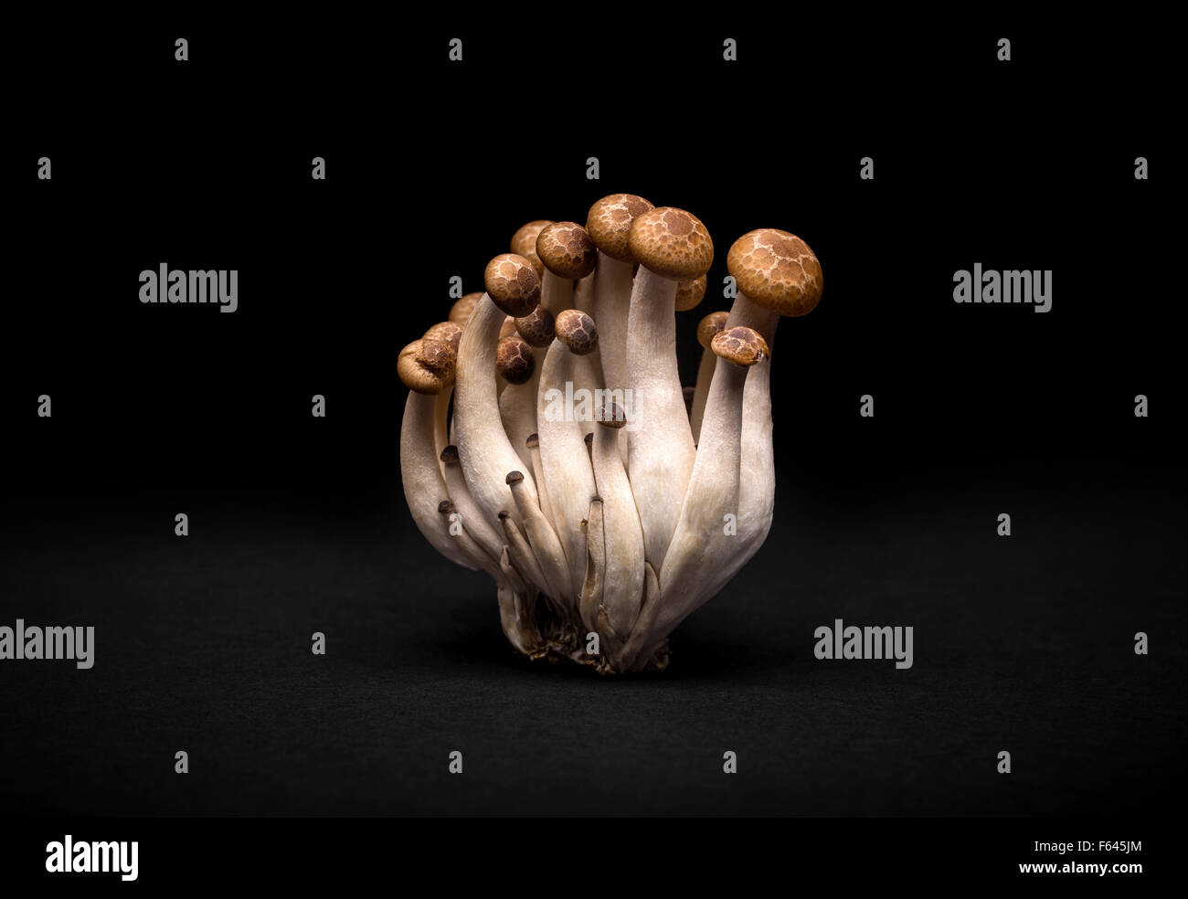 Small group of brown shimeji mushrooms Stock Photo
