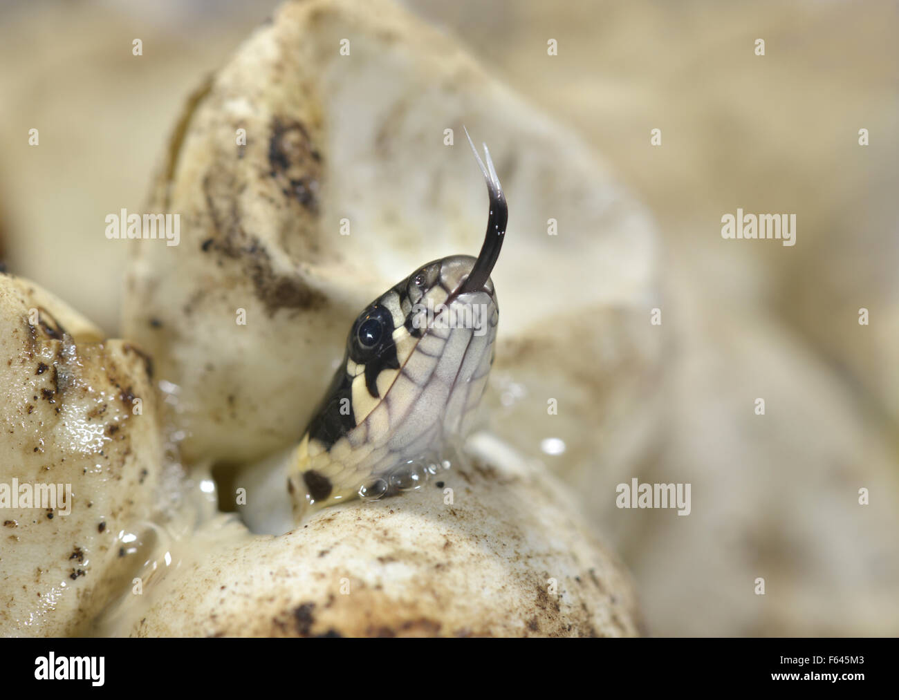 Grass Snake - Natrix natrix - young emerging from egg. Stock Photo