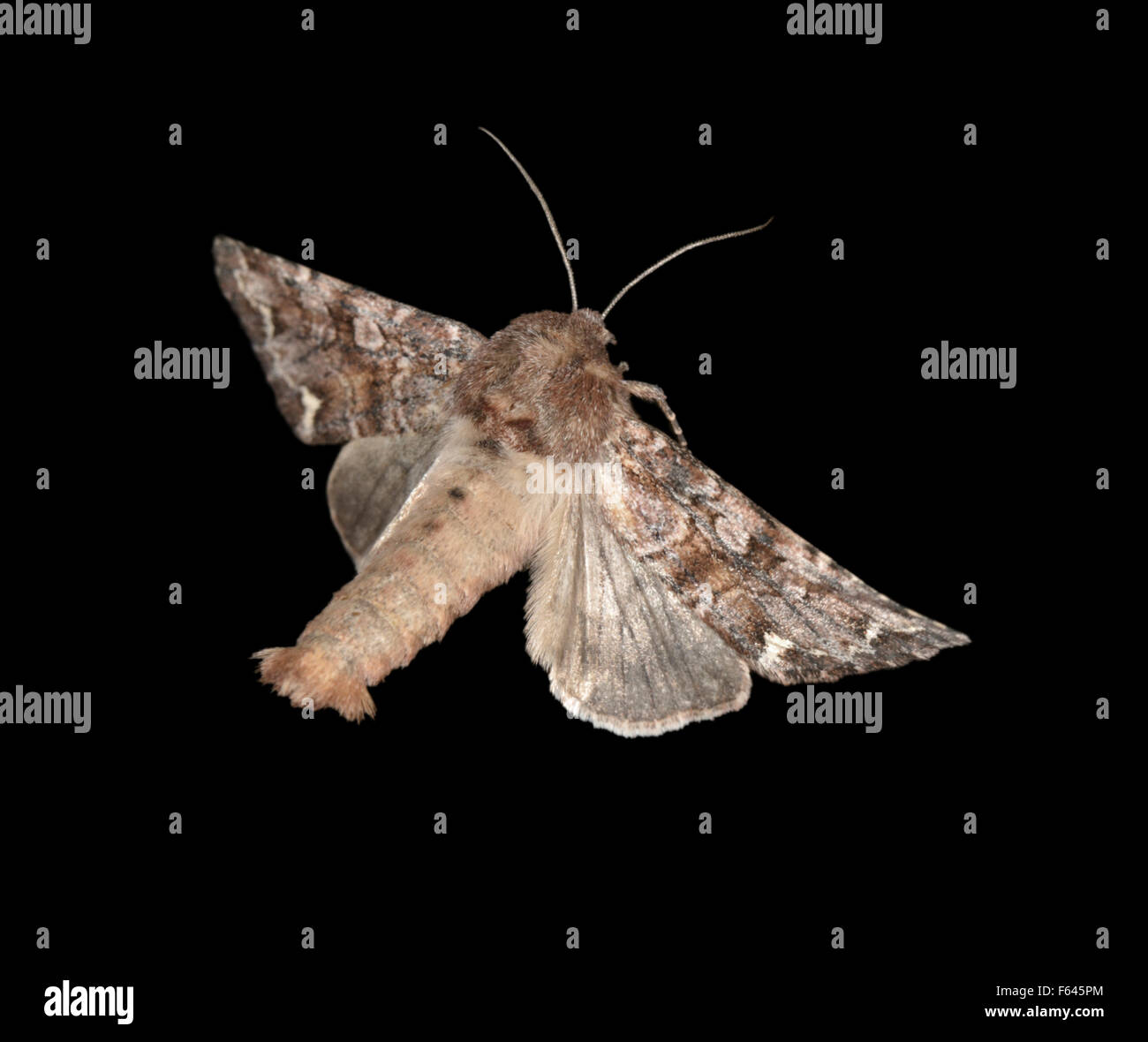 Broom Moth - Ceramica pisi Stock Photo