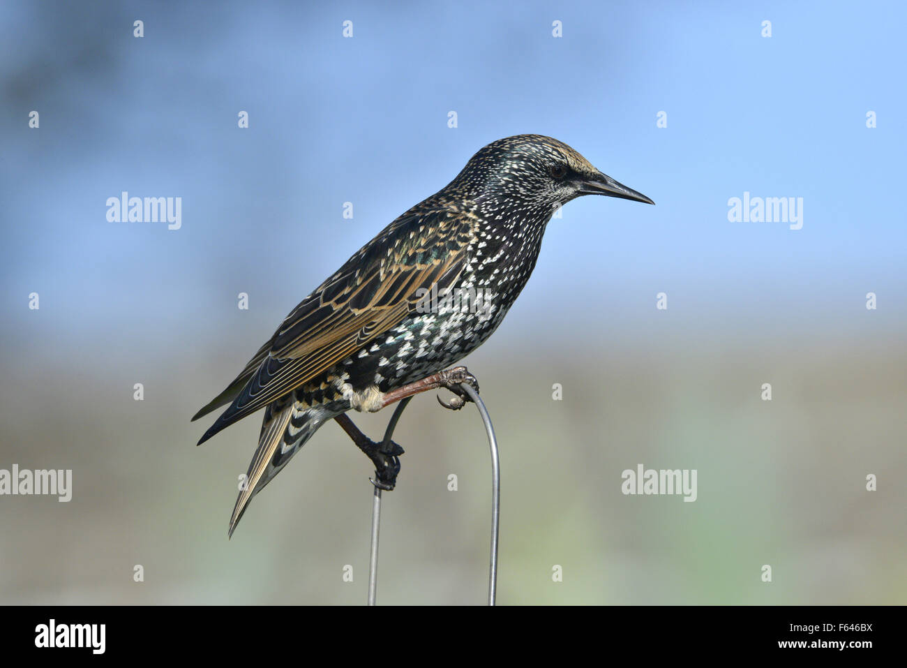 Starling - Sturnus vulgaris. Stock Photo